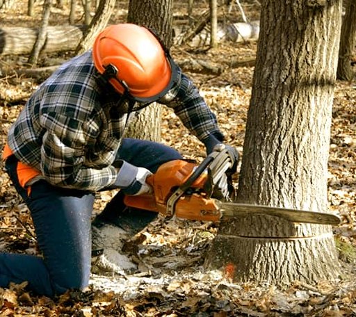 Tree Removal in Mineral Springs, AR